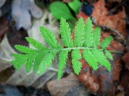 Attēlu rezultāti vaicājumam “Tanacetum vulgare leaf”