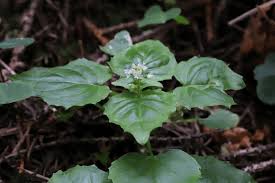 Attēlu rezultāti vaicājumam “Circaea alpina flower”
