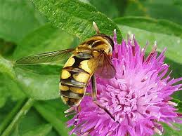 Attēlu rezultāti vaicājumam “Helophilus hybridus male”