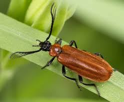 Attēlu rezultāti vaicājumam “Schizotus pectinicornis”