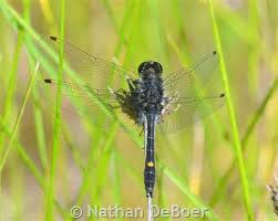 Attēlu rezultāti vaicājumam “Reticularia jurana young”
