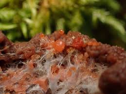 Attēlu rezultāti vaicājumam “Tubifera montana”