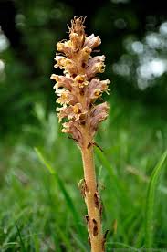 Attēlu rezultāti vaicājumam “Orobanche elatior flower”