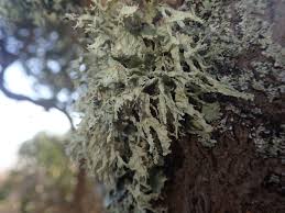 Attēlu rezultāti vaicājumam “Ramalina calicaris”