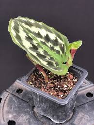 Attēlu rezultāti vaicājumam “Comatricha elegans stalked”