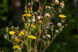 Attēlu rezultāti vaicājumam “Hieracium laevigatum”