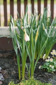 Attēlu rezultāti vaicājumam “Narcissus bud”