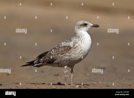 Image result for Larus cachinnans