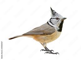 Attēlu rezultāti vaicājumam “Lophophanes cristatus adult”