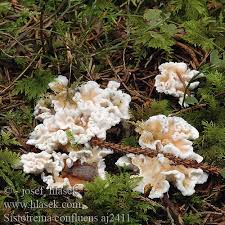 Attēlu rezultāti vaicājumam “Sistotrema confluens”