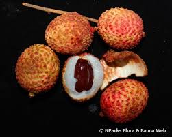 Image result for Litchi chinensis