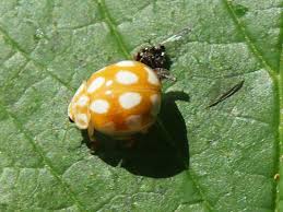 Attēlu rezultāti vaicājumam “Calvia decemguttata”