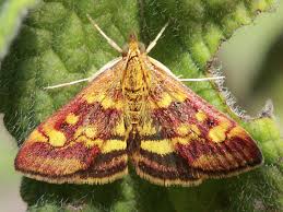 Attēlu rezultāti vaicājumam “Pyrausta aurata”