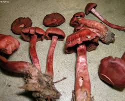 Attēlu rezultāti vaicājumam “Cortinarius sanguineus”