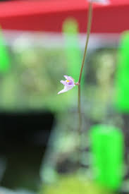 Attēlu rezultāti vaicājumam “Utricularia minor leaf”