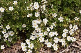 Attēlu rezultāti vaicājumam “Potentilla”