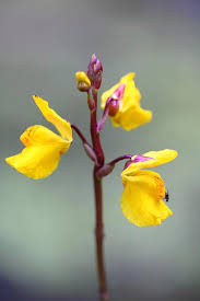 Attēlu rezultāti vaicājumam “Utricularia vulgaris”