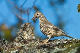 Attēlu rezultāti vaicājumam “Turdus viscivorus”