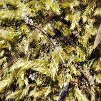 Attēlu rezultāti vaicājumam “Brachytheciastrum velutinum sporophyte”