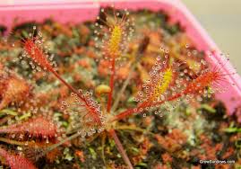 Attēlu rezultāti vaicājumam “Drosera anglica fruit”
