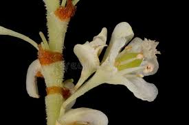 Attēlu rezultāti vaicājumam “Reynoutria japonica flower”