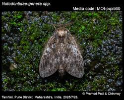 Attēlu rezultāti vaicājumam “Notodontidae”