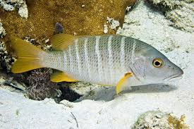 Image result for Lutjanus apodus