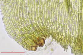 Attēlu rezultāti vaicājumam “Drepanocladus lycopodioides”