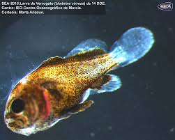 Image result for Umbrina cirrosa