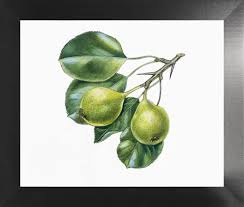 Attēlu rezultāti vaicājumam “Pyrus pyraster leaf”