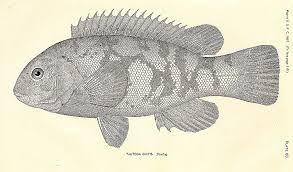 Image result for Tautoga onitis