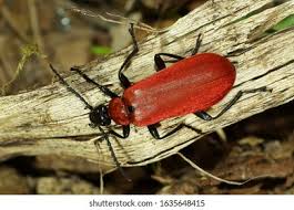 Attēlu rezultāti vaicājumam “Pyrochroidae”