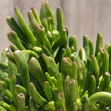 Image result for Crassula hobbit