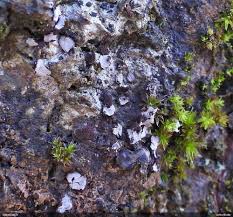 Attēlu rezultāti vaicājumam “Badhamiopsis ainoae sessile”