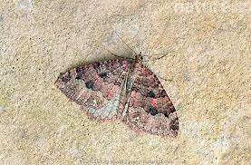 Attēlu rezultāti vaicājumam “Triphosa dubitata”