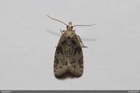 Attēlu rezultāti vaicājumam “Capua vulgana”