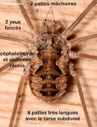 Attēlu rezultāti vaicājumam “Lophopilio palpinalis”