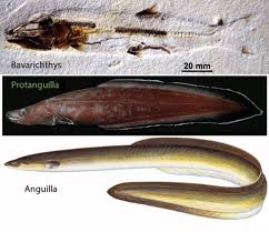 Image result for Anguilla anguilla