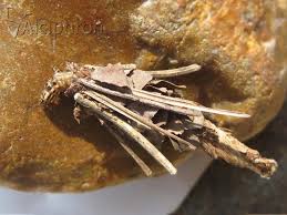 Attēlu rezultāti vaicājumam “Canephora hirsuta larva”