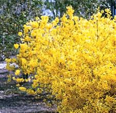 Attēlu rezultāti vaicājumam “Forsythia”