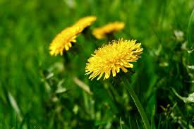 Attēlu rezultāti vaicājumam “Taraxacum officinale aggr. leaf”