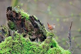Attēlu rezultāti vaicājumam “Troglodytes troglodytes nest”