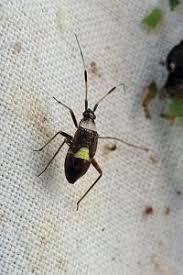 Attēlu rezultāti vaicājumam “Closterotomus biclavatus imago”