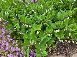 Attēlu rezultāti vaicājumam “Polygonatum odoratum”