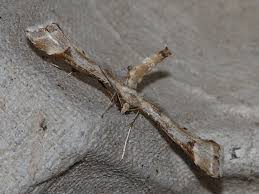 Attēlu rezultāti vaicājumam “Platyptilia gonodactyla”