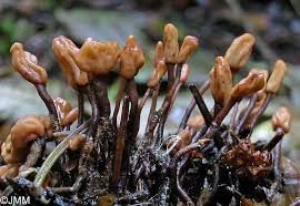 Attēlu rezultāti vaicājumam “Heyderia abietis”