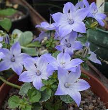 Image result for Campanula isophylla
