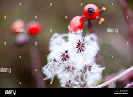 Attēlu rezultāti vaicājumam “Eriophorum angustifolium fruit”