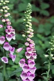 Attēlu rezultāti vaicājumam “Digitalis purpurea flower”