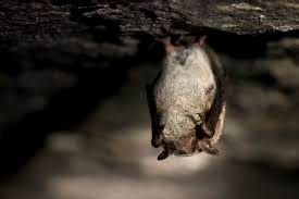 Attēlu rezultāti vaicājumam “Myotis daubentonii”